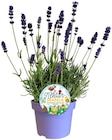 Lavendel im Angebot bei REWE in Berlin Lavendel Angebote von Nektar MANIA bei REWE Berlin für 1,99 €