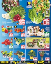 Pflanzen im EDEKA Prospekt in Berlin Aktueller EDEKA Prospekt mit Pflanzen, "Aktuelle Angebote", Seite 3